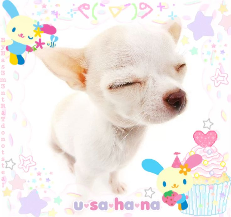 Puppy ⋆˚🐾˖° ⚠︎ SH + ED twt ⚠︎ tweet media