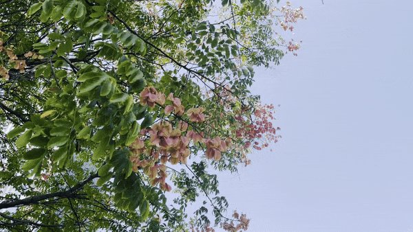 yangkyukyu's tweet photo. 今天下班路上吹到了带着栀子花香的晚风，所有的疲惫都飘走啦 https://t.co/GQ7U7fGZpb