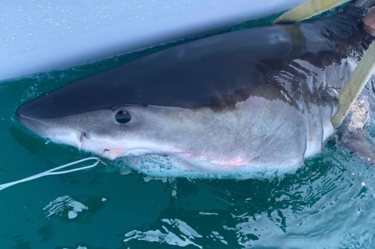 nypost's tweet photo. Great white shark Percy pings 14 miles from Long Island coast https://t.co/yXaJ75RF33 https://t.co/3bP4I12mSG