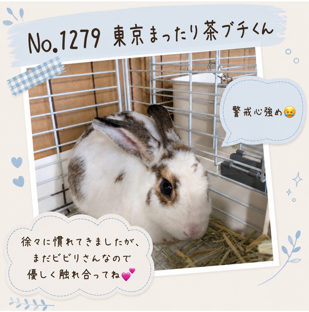 gyodausagi's tweet photo. 東京うさぎさんの紹介
No.1279 東京まったり茶ブチくん🐰

行田うさぎハウスは
毎週日曜日　11:00〜18:00 OPENです

ぜひ、かわいいうさぎさんたちと触れ合いにきてくださいね🌸 https://t.co/Or1FZCxYFi