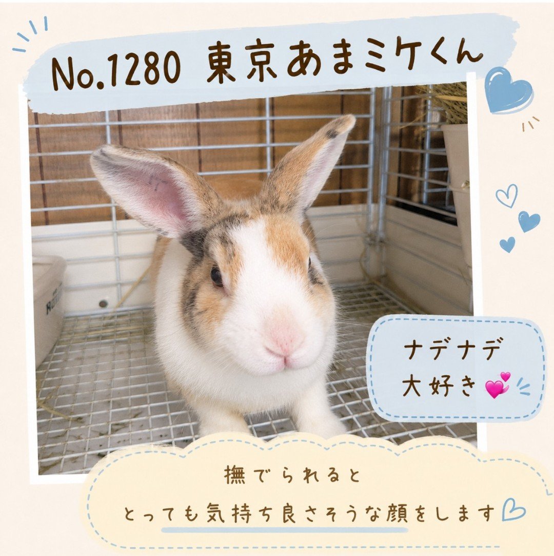 gyodausagi's tweet photo. 東京うさぎさんの紹介
No.1280 東京あまミケく��🐰

行田うさぎハウスは
毎週日曜日　11:00〜18:00 OPENです

ぜひ、かわいいうさぎさんたちと触れ合いにきてくださいね🌸 https://t.co/5azS12wv7o