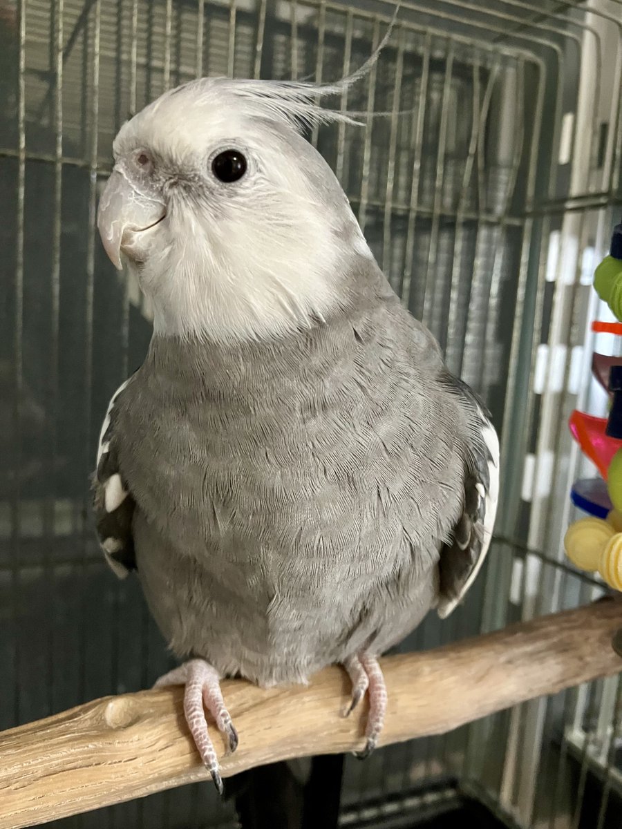 gogowarren's tweet photo. オイラ、ハル坊
鳥さんたちも熱中症注意⚠️
エアコンで調整しましょう！室温28℃目安が良いらしいですが、ウチでは26℃くらいにしています
脇を広げたり、クチバシを開けていたりしていないか注意しています⚠️
扇風機？体温下がりません！ https://t.co/MYD8kJImIj