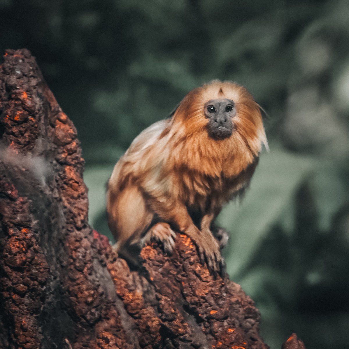 BiblicalZoo's tweet photo. We're proud that the Jerusalem Biblical Zoo is part of the international breeding program helping secure the future of this iconic species—both in our care and in the wild.

#GoldenLionTamarinDay #Conservation #BiblicalZoo #SavingSpecies #EAZA #WAZA https://t.co/DR1aFJhfV9