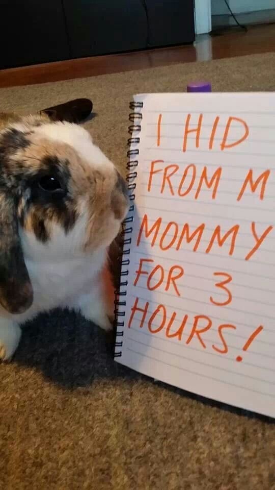 animalpopular9's tweet photo. https://t.co/IYxVqzPxG5