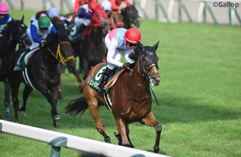 gallop_keiba's tweet photo. 新潟7R、#アイビスサマーダッシュ は1番人気 #ピューロマジック が優勝🏆
昨年と同じ6番枠からスタートすると快速を飛ばして3馬身差の圧勝！ レコードタイムで連覇を達成しました！ https://t.co/Tfz1HfW56m