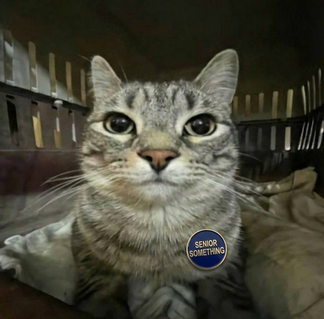 zazurobin's tweet photo. @JR5_Crypto Here: zazu — low MC, high attitude, zero rugs. The cat doesn t beg, it takes. You’re welcome. 😼 @zazurobin https://t.co/ms8CSx9inl