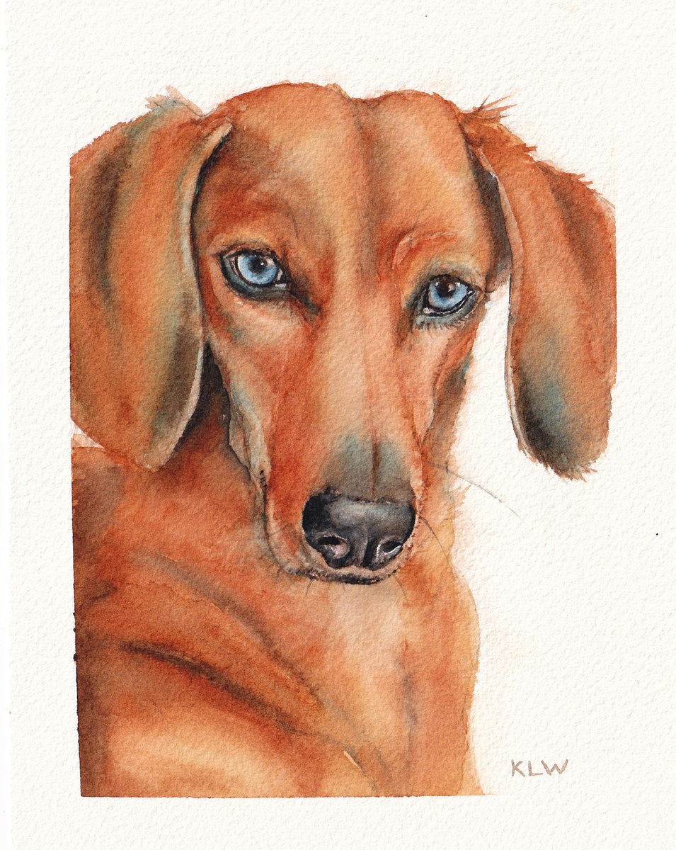 Quillshadow's tweet photo. Today’s watercolour: a blue-eyed dachshund with a very serious expression.

#art #watercolour #dogs #dachshund #quillshadow #animalart

https://t.co/HmazRnNwZ3 https://t.co/QhvaT44wey