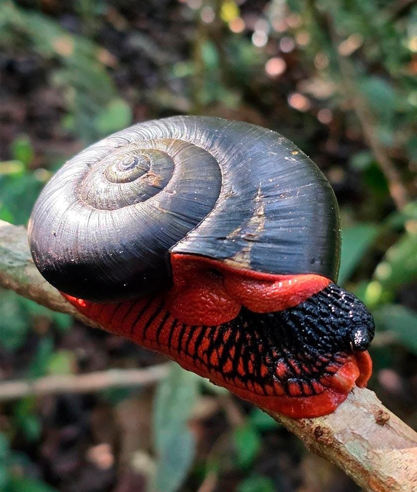 WordOfBisdom's tweet photo. This unique terrestrial snail, with its red body and shiny black shell, is found primarily in the dense, moist rainforests of Southeast Asia.

It plays a vital role in maintaining the forest ecosystem by feeding on moss, fungi, and decaying leaves.

Its strong shell protects it from predators and the dry environment.