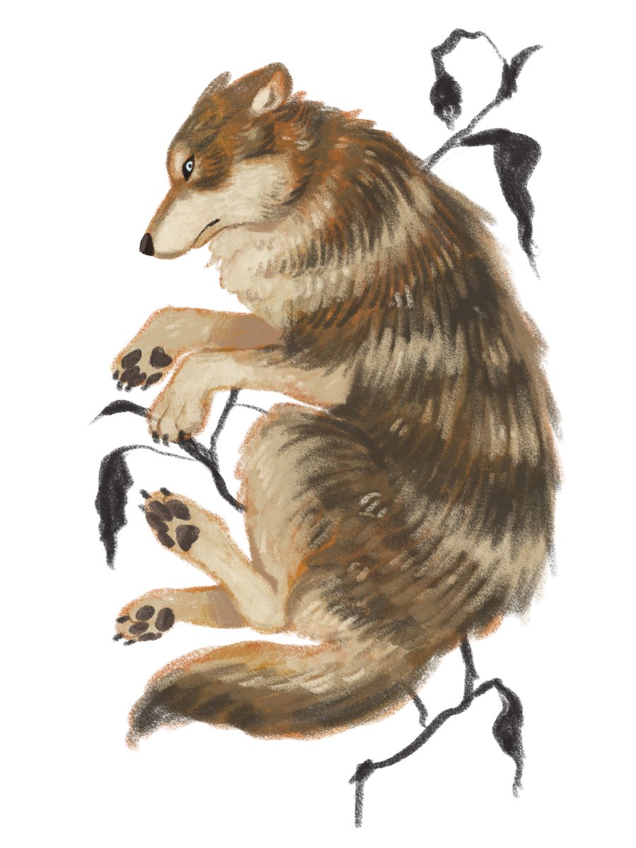 bana_ane_illust's tweet photo. オオカミ　習作 https://t.co/WlUQkxVmT7