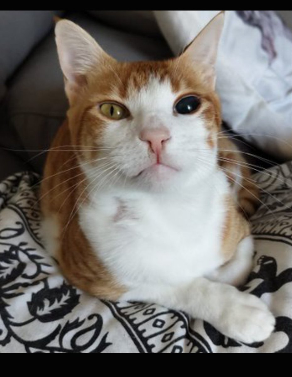 Solopar53137293's tweet photo. Xiqui busca llar! 
Gatet de 3-4 anys, un autèntic lluitador 💛 Va patir un atropellament molt greu: mandíbula, fèmur i paladar trencats.
Ara està recuperat  (sols té un ullet cec) i fa vida completament normal.
Molt carinyós 🧡
WhatsApp ☎️ 614 076600
#XarxaCatalunyaAdopcions https://t.co/SjQWjCwzaW