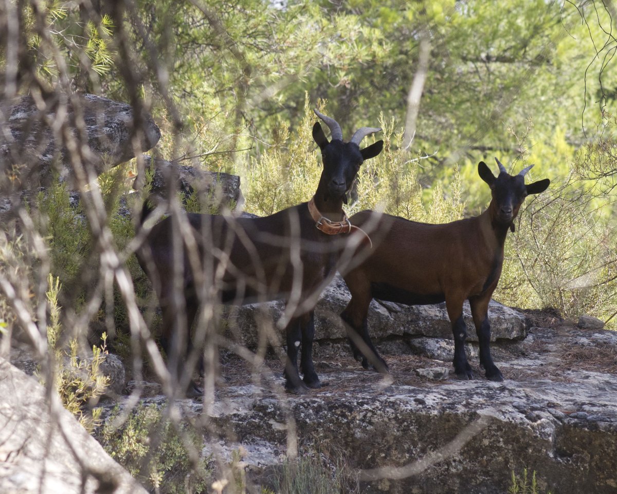 DavidCastilloBe's tweet photo. El problema de tener cabras como mascotas es que seas un irresponsable y se te escapen al monte.
Llevamos días con una cabras sueltas por nuestra finca.
Pueden ocasionar problemas medioambientales, hibridación con cabra autóctona, asilvestración, etc.
#Valderrobres
#Matarranya https://t.co/4xzYOZD9SP