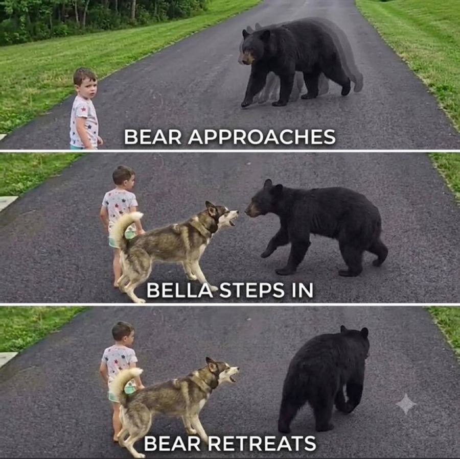 Bella The Heroic Husky tweet media