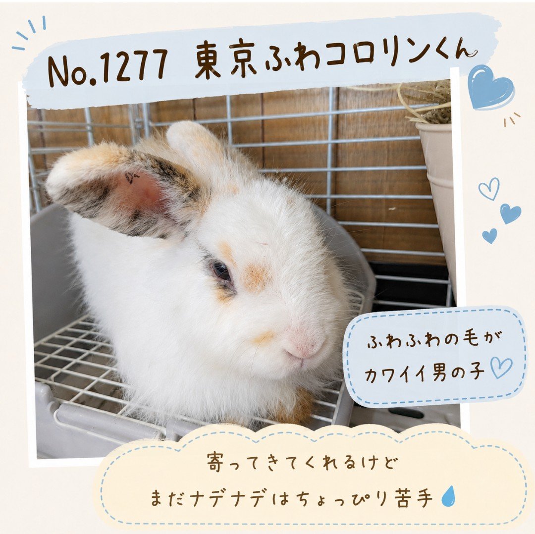 gyodausagi's tweet photo. 東京うさぎさんの紹介
No.1277 東京ふわコロリンくん🐰

行田うさぎハウスは
毎週日曜日　11:00〜18:00 OPENです

ぜひ、かわいいうさぎさんたちと触れ合いにきてくださいね🌸 https://t.co/yXDRuyTPaW