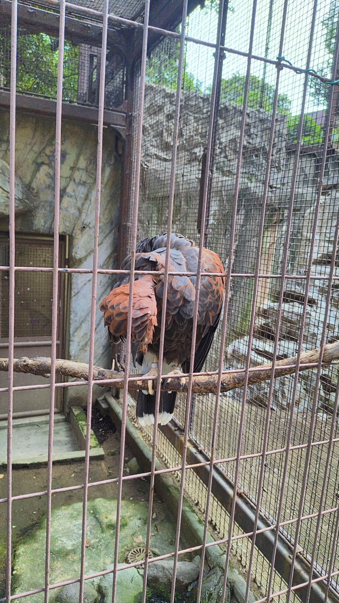 UHQTPN's tweet photo. 動物をみてるよ https://t.co/SaUqGyf4Vs