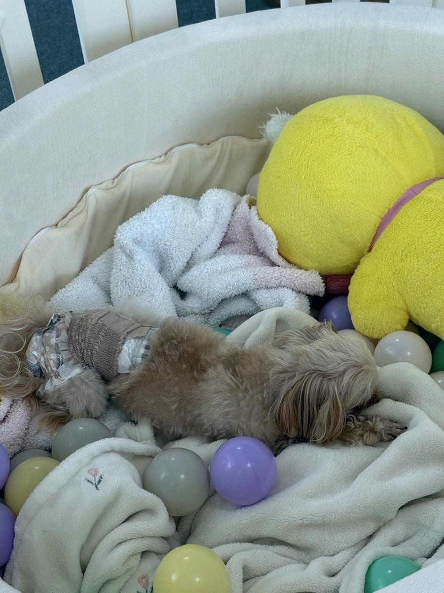 chlsub's tweet photo. Today's doggo 🐶 https://t.co/o5C2ZOEFmc