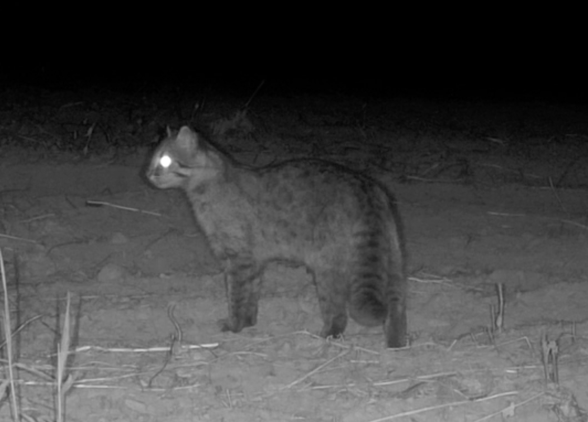 torayamaneko's tweet photo. 本日、動物たちの園のそば捲きを行いました。
対馬高校のユネスコスクールの生徒さん２名が顧問の先生と共に手伝っていただきました。
回収したカメラにヤマネコが映っていました。
これからが楽しみですね！！

#ツシマヤマネコ https://t.co/2CjUsLhL1c