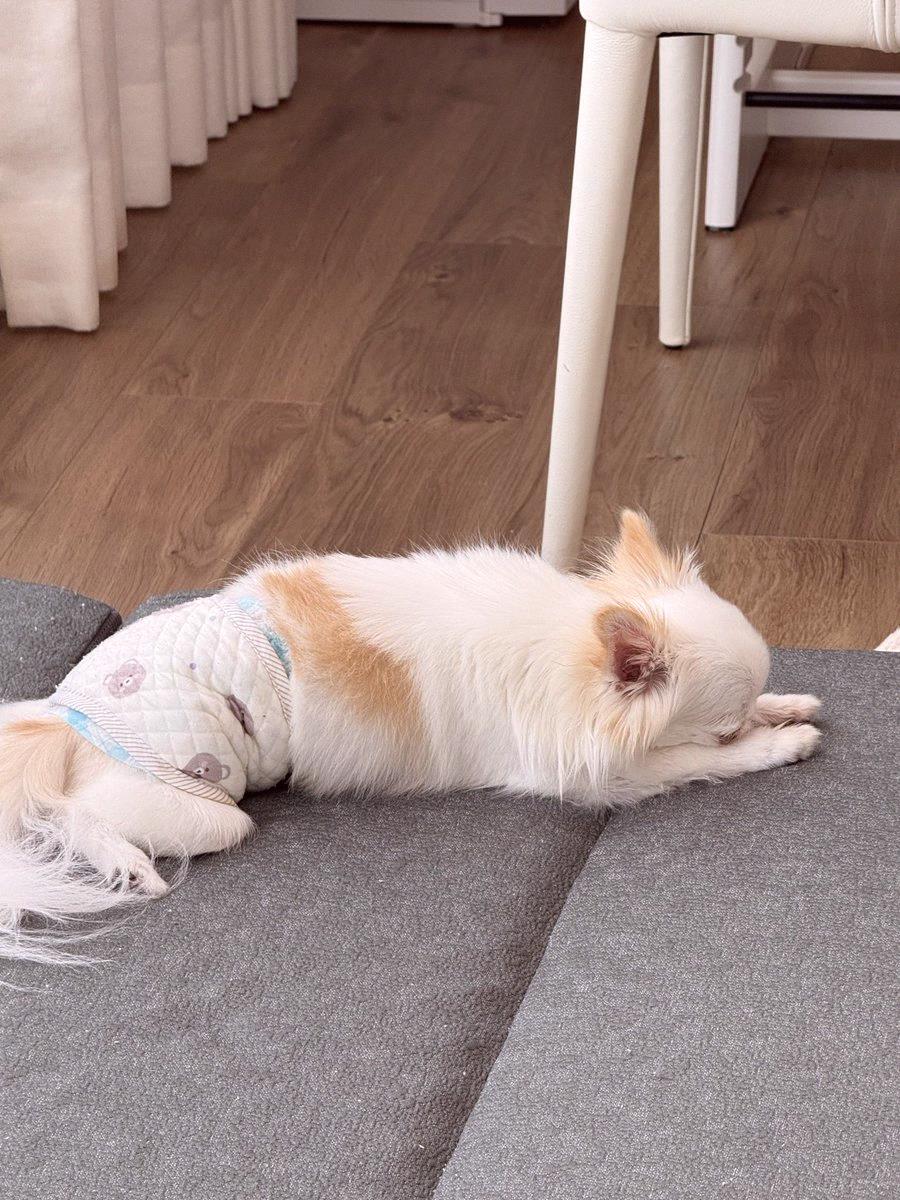 Lucia3003's tweet photo. Today's doggo 🐶 https://t.co/aHaliVarDN