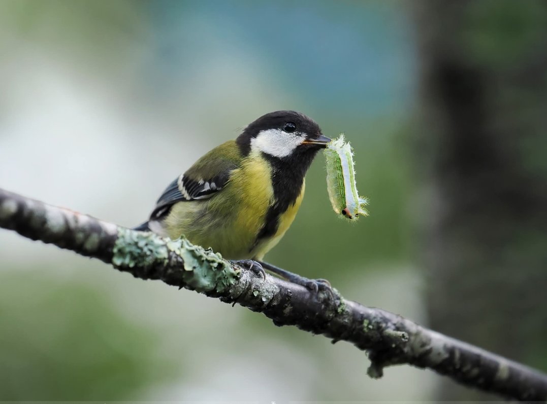PhotoWanderer_'s tweet photo. ご飯ゲットした小鳥さん🐛📷 https://t.co/WtAaTg6HBh