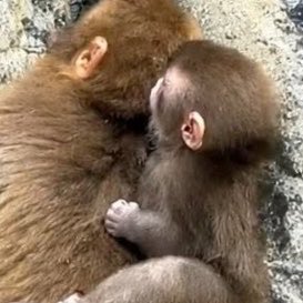 LoveisCYJ's tweet photo. มือที่น่ารักที่สุดในโลก ✊🏻
1. มือของพั้นช์
2. มือของจิ๋วที่เกาะพี่พั้นช์อยู่
#punch ✨🐒💓👦🏻👶🏻 https://t.co/0EzytCy8RG