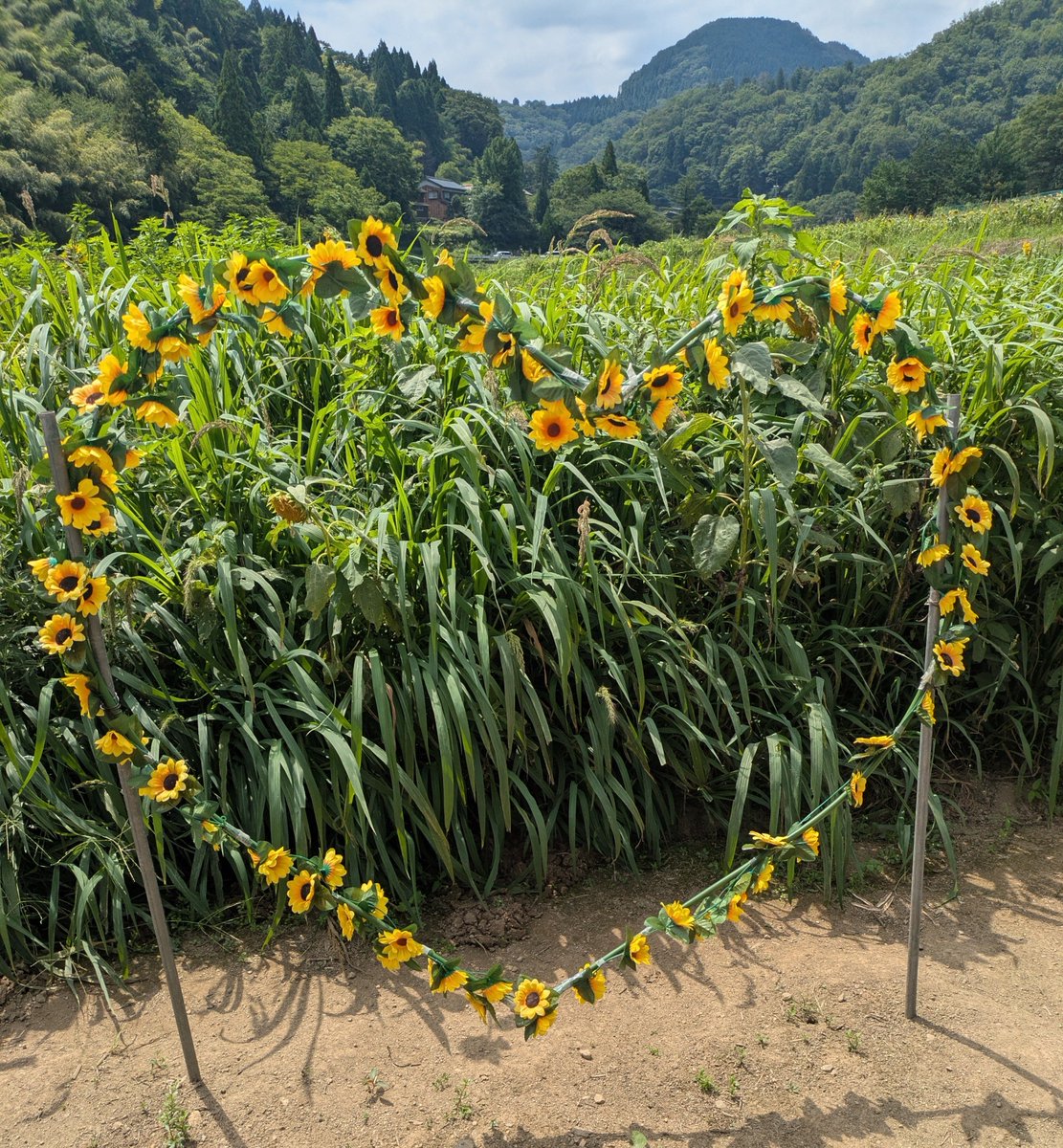 shinmaitaita's tweet photo. ヒマワリや牛や案山子を見に行きました！ https://t.co/AoW6r86eQW