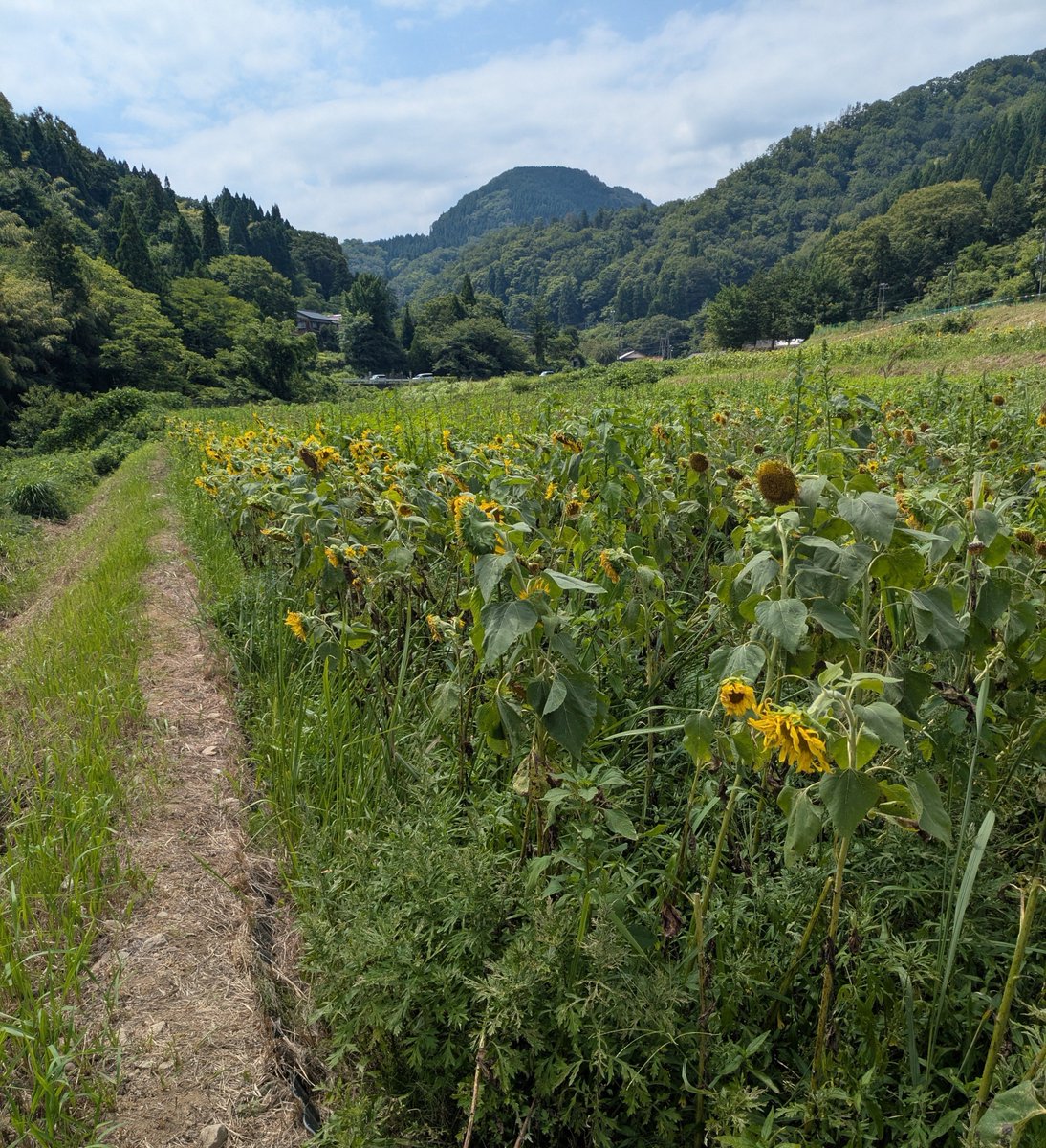 shinmaitaita's tweet photo. ヒマワリや牛や案山子を見に行きました！ https://t.co/AoW6r86eQW