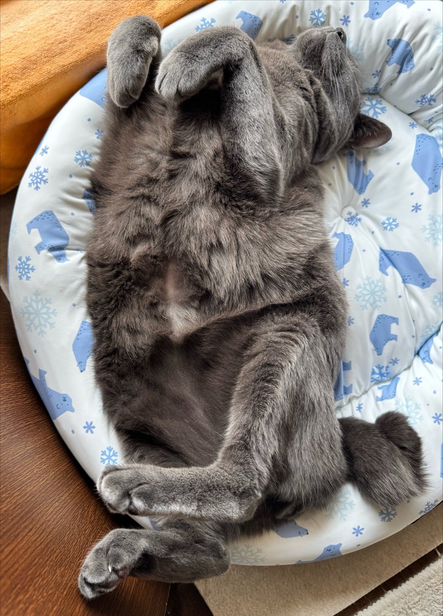 graycatmama's tweet photo. にゃん吉くん、ばくすい😽 https://t.co/kGRhunm01A