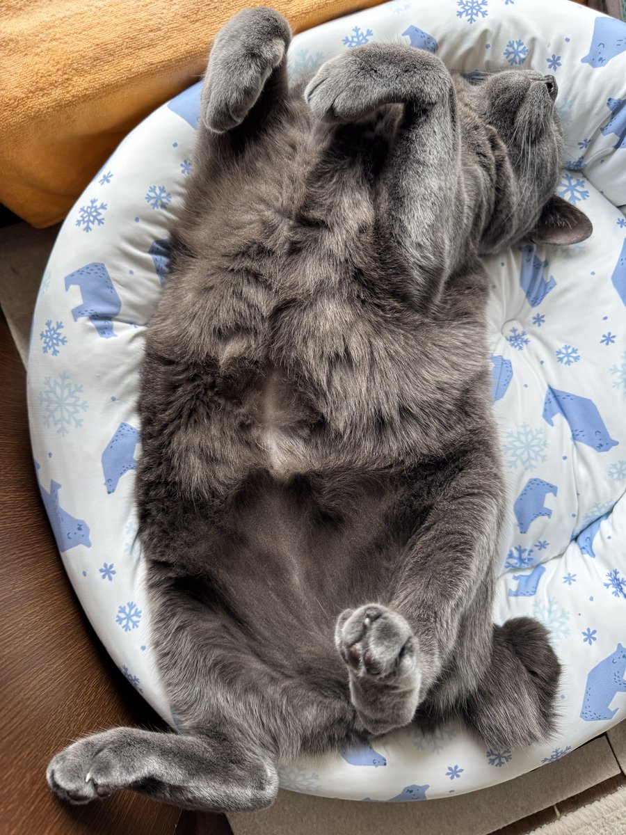 graycatmama's tweet photo. にゃん吉くん、ばくすい😽 https://t.co/kGRhunm01A