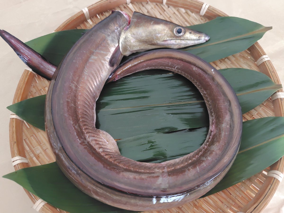 u_amour's tweet photo. 昨日は真知子センセイ(@machico_gogo )の鱧丸ごと食べ尽くしの会に参加してきました🐟️
今回で3回目(…多分💦)ですが…毎回美味しい鱧料理がたくさん食べられてシアワセな会です🤗💙
ずっと禁酒してたけど解禁しちゃったー🍶🍉
真知子センセイとご一緒してくださった皆様Thanks😋🎶

#鱧会 https://t.co/k6aNTiUCXZ