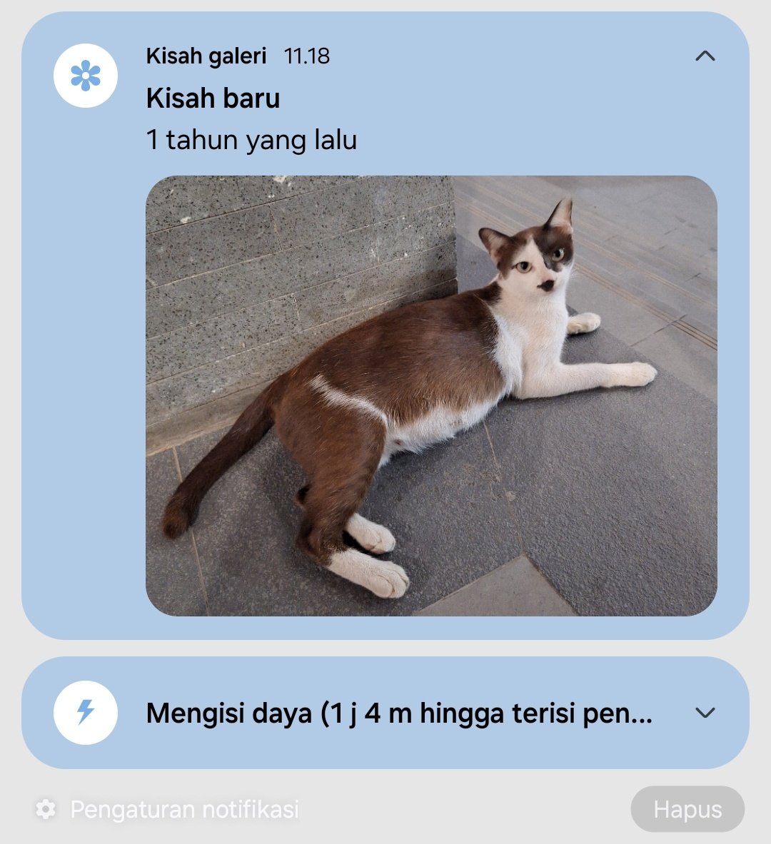 tiashilaa's tweet photo. Trnyata sdah stahun ak egk brtmu si kumis ini https://t.co/c3idHWiTbG