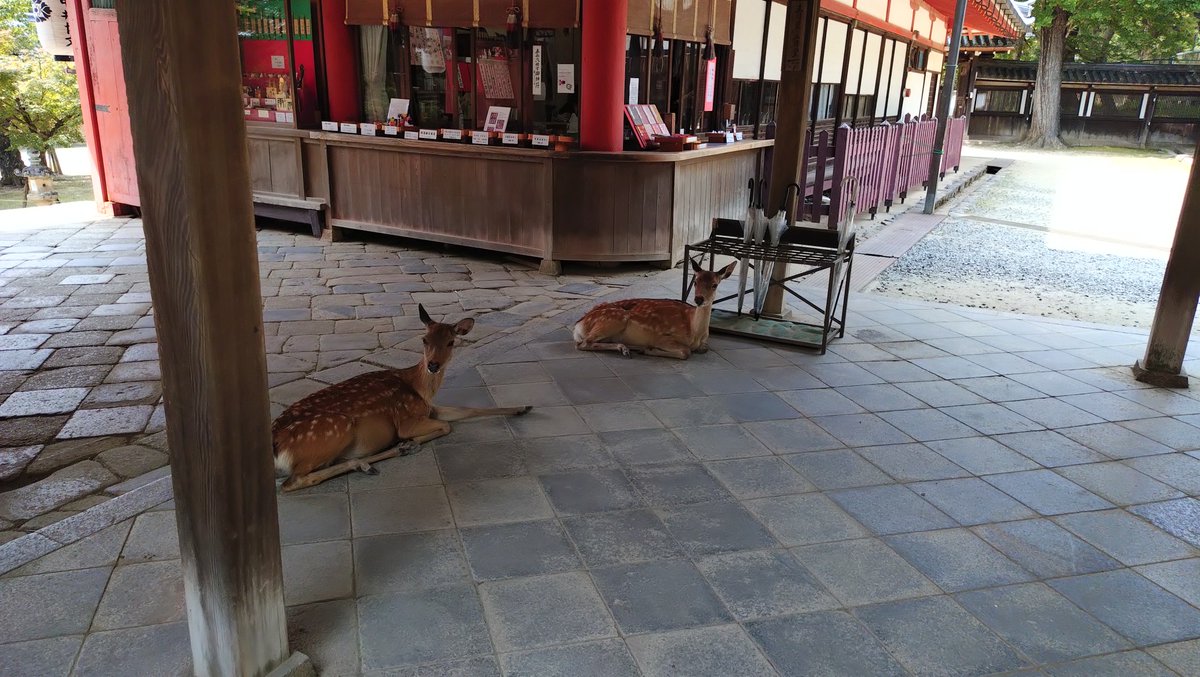 Naradesu's tweet photo. 奈良公園は　鹿のまにまに https://t.co/5tApXPqVQD