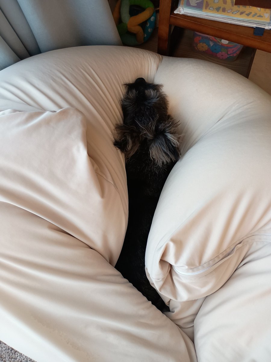 inatti08's tweet photo. カバー洗濯中でもおかまいなしにヨギボーを占拠してくるうちの犬。毛が直接本体（？）に刺さって残るからやめてー。 https://t.co/fICHyrg6ST