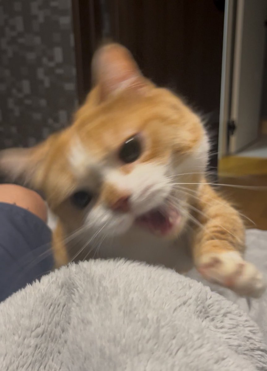 kotaro_0315's tweet photo. ひい
#猫　#猫好き　#猫のいる生活 https://t.co/XRU5xZLNvR