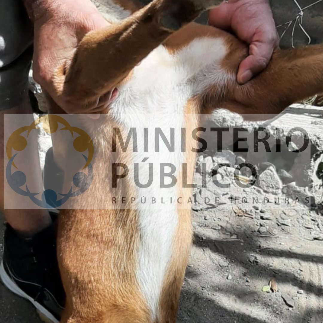 MP_Honduras's tweet photo. Ministerio Público esclarece caso del can en Choloma, Cortés. 

Ante la circulación en redes sociales de un video que muestra a un perro siendo trasladado de forma inadecuada en Choloma, Cortés, el Ministerio Público informa que tomó el caso de oficio a través de la Fiscalía de Delitos Comunes y su sección de turno.  

El fiscal instruyó a la Dirección Policial de Investigación (DPI) de Choloma para que, de manera inmediata, se constituyera en la vivienda del ciudadano señalado y realizara la verificación correspondiente, dado que dicha unidad se encontraba en el lugar, lo que permitió una respuesta más expedita.   

Se examinó al animal de forma directa y se revisó la documentación relacionada con su atención veterinaria. La revisión no evidenció heridas ni lesiones visibles; la delgadez del perro corresponde, según los medicamentos indicados en la documentación presentada, a una infestación de garrapatas.  

Conforme al Artículo 32 de la Ley de Protección y Bienestar Animal, el delito de maltrato requiere muerte, pérdida de extremidades o incapacidad de movilización del animal. Al no constatarse estas condiciones, no se configuró delito. 

La ley contempla además infracciones administrativas, leves, graves y muy graves, que corresponden a las municipalidades o Juzgados de Paz; el Ministerio Público remitió la información a las autoridades competentes para su valoración. 

Todas las actuaciones quedaron documentadas en el expediente del caso, en cumplimiento del debido proceso. El Ministerio Público reitera su compromiso con la Ley de Protección y Bienestar Animal y reafirma que cualquier persona u organización con evidencia adicional puede presentarla ante la Fiscalía, la municipalidad o el Juzgado de Paz correspondiente.