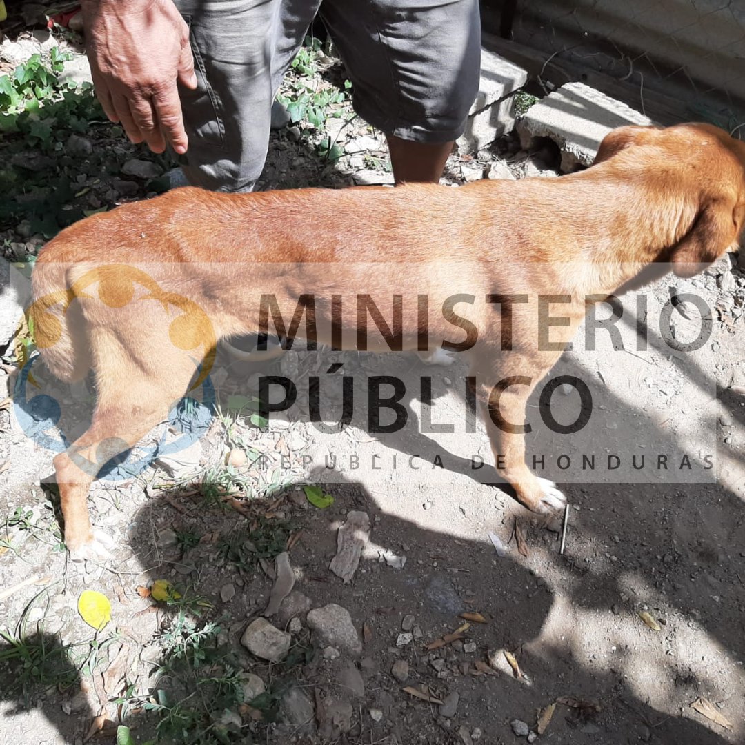MP_Honduras's tweet photo. Ministerio Público esclarece caso del can en Choloma, Cortés. 

Ante la circulación en redes sociales de un video que muestra a un perro siendo trasladado de forma inadecuada en Choloma, Cortés, el Ministerio Público informa que tomó el caso de oficio a través de la Fiscalía de Delitos Comunes y su sección de turno.  

El fiscal instruyó a la Dirección Policial de Investigación (DPI) de Choloma para que, de manera inmediata, se constituyera en la vivienda del ciudadano señalado y realizara la verificación correspondiente, dado que dicha unidad se encontraba en el lugar, lo que permitió una respuesta más expedita.   

Se examinó al animal de forma directa y se revisó la documentación relacionada con su atención veterinaria. La revisión no evidenció heridas ni lesiones visibles; la delgadez del perro corresponde, según los medicamentos indicados en la documentación presentada, a una infestación de garrapatas.  

Conforme al Artículo 32 de la Ley de Protección y Bienestar Animal, el delito de maltrato requiere muerte, pérdida de extremidades o incapacidad de movilización del animal. Al no constatarse estas condiciones, no se configuró delito. 

La ley contempla además infracciones administrativas, leves, graves y muy graves, que corresponden a las municipalidades o Juzgados de Paz; el Ministerio Público remitió la información a las autoridades competentes para su valoración. 

Todas las actuaciones quedaron documentadas en el expediente del caso, en cumplimiento del debido proceso. El Ministerio Público reitera su compromiso con la Ley de Protección y Bienestar Animal y reafirma que cualquier persona u organización con evidencia adicional puede presentarla ante la Fiscalía, la municipalidad o el Juzgado de Paz correspondiente.