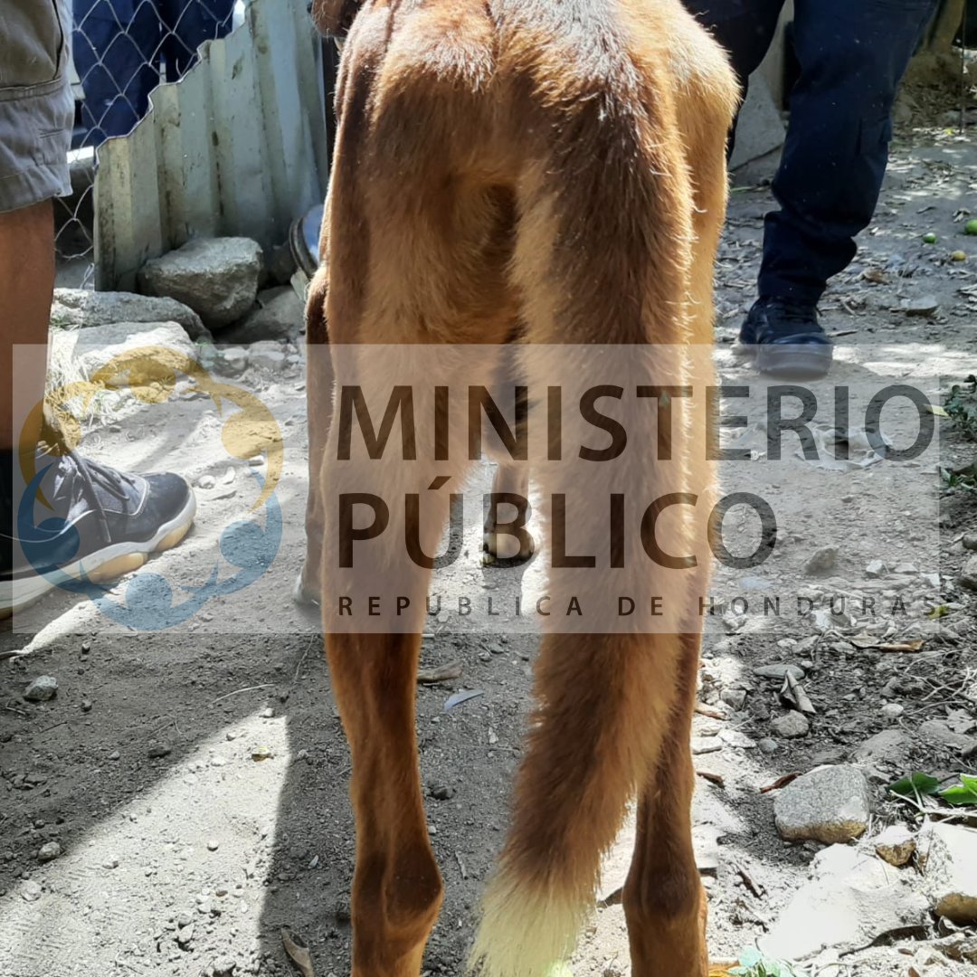 MP_Honduras's tweet photo. Ministerio Público esclarece caso del can en Choloma, Cortés. 

Ante la circulación en redes sociales de un video que muestra a un perro siendo trasladado de forma inadecuada en Choloma, Cortés, el Ministerio Público informa que tomó el caso de oficio a través de la Fiscalía de Delitos Comunes y su sección de turno.  

El fiscal instruyó a la Dirección Policial de Investigación (DPI) de Choloma para que, de manera inmediata, se constituyera en la vivienda del ciudadano señalado y realizara la verificación correspondiente, dado que dicha unidad se encontraba en el lugar, lo que permitió una respuesta más expedita.   

Se examinó al animal de forma directa y se revisó la documentación relacionada con su atención veterinaria. La revisión no evidenció heridas ni lesiones visibles; la delgadez del perro corresponde, según los medicamentos indicados en la documentación presentada, a una infestación de garrapatas.  

Conforme al Artículo 32 de la Ley de Protección y Bienestar Animal, el delito de maltrato requiere muerte, pérdida de extremidades o incapacidad de movilización del animal. Al no constatarse estas condiciones, no se configuró delito. 

La ley contempla además infracciones administrativas, leves, graves y muy graves, que corresponden a las municipalidades o Juzgados de Paz; el Ministerio Público remitió la información a las autoridades competentes para su valoración. 

Todas las actuaciones quedaron documentadas en el expediente del caso, en cumplimiento del debido proceso. El Ministerio Público reitera su compromiso con la Ley de Protección y Bienestar Animal y reafirma que cualquier persona u organización con evidencia adicional puede presentarla ante la Fiscalía, la municipalidad o el Juzgado de Paz correspondiente.
