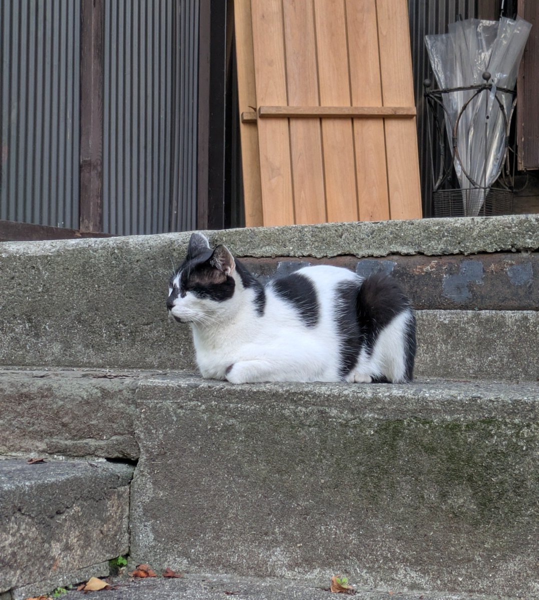 punks4444's tweet photo. 良いフォルムですよ🐈️
#猫 #今日のにゃんこ https://t.co/dQOM2DJlDS