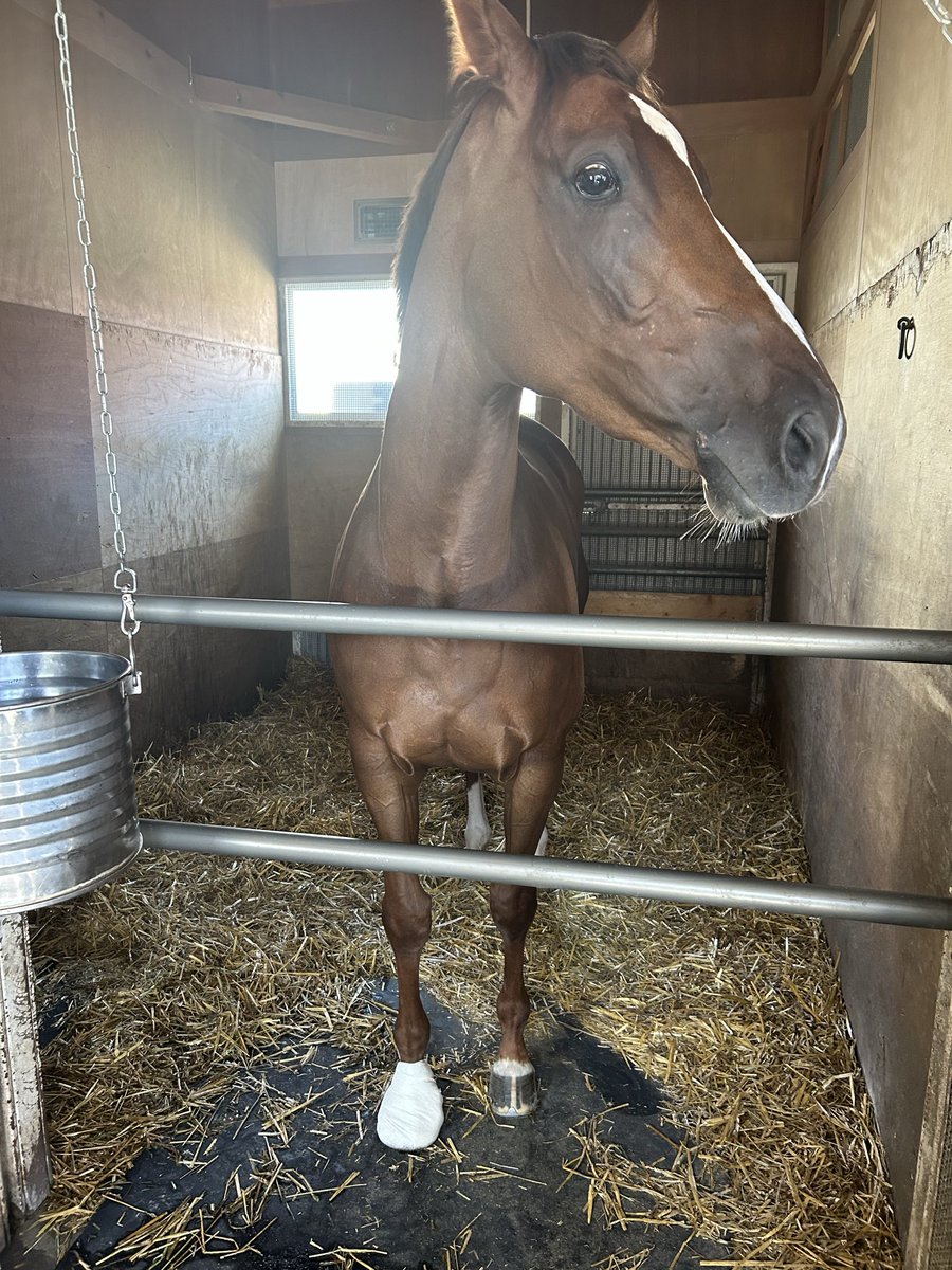 AUOKerlW9b9aAZD's tweet photo. 🐴ゼルダ

挫跖でした。
レントゲン異常なし
痛そうでした。
少しの間お休み。 https://t.co/XE6ozdagkY