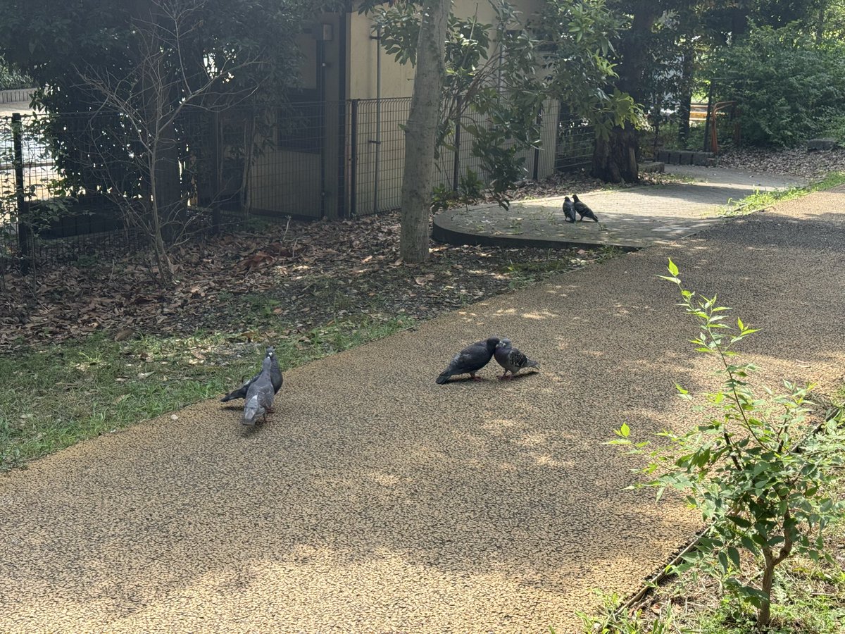 うりぼう(れおぼう) tweet media
