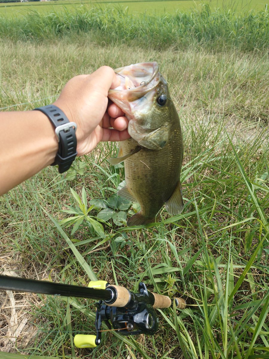 NatureAngler's tweet photo. 昨日木更津でボートナイトロックフィッシュやってそのまま風呂入って山岡家シバイて取り��えず霞まで戻ってきて深夜2時半ww車のベッドでバタンキュー💤
朝マズメやろうと思ったけど起きたら8時でした☀
こうなったら菱藻ジャングルオンリーでマットカバーフロッグ🐸
全部丸呑み🐸 https://t.co/bRYsSj7FLY