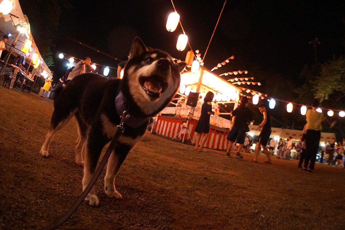 haruka322's tweet photo. つくしちゃんと盆踊りーぬ🐕 https://t.co/PwDJvhyzqi