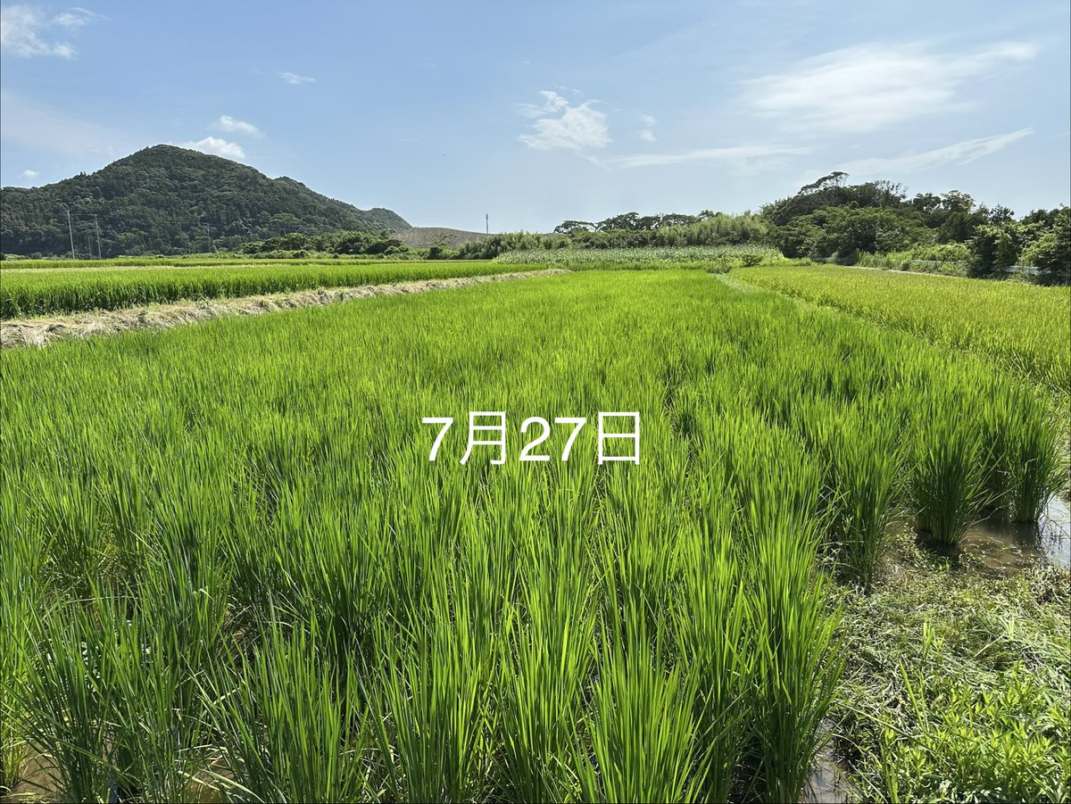 HICNatureFarm1's tweet photo. 🌾今日の田んぼ🌾

出穂始まったぁ～
キタ━(ﾟ∀ﾟ)━! https://t.co/XutWvlEAm3