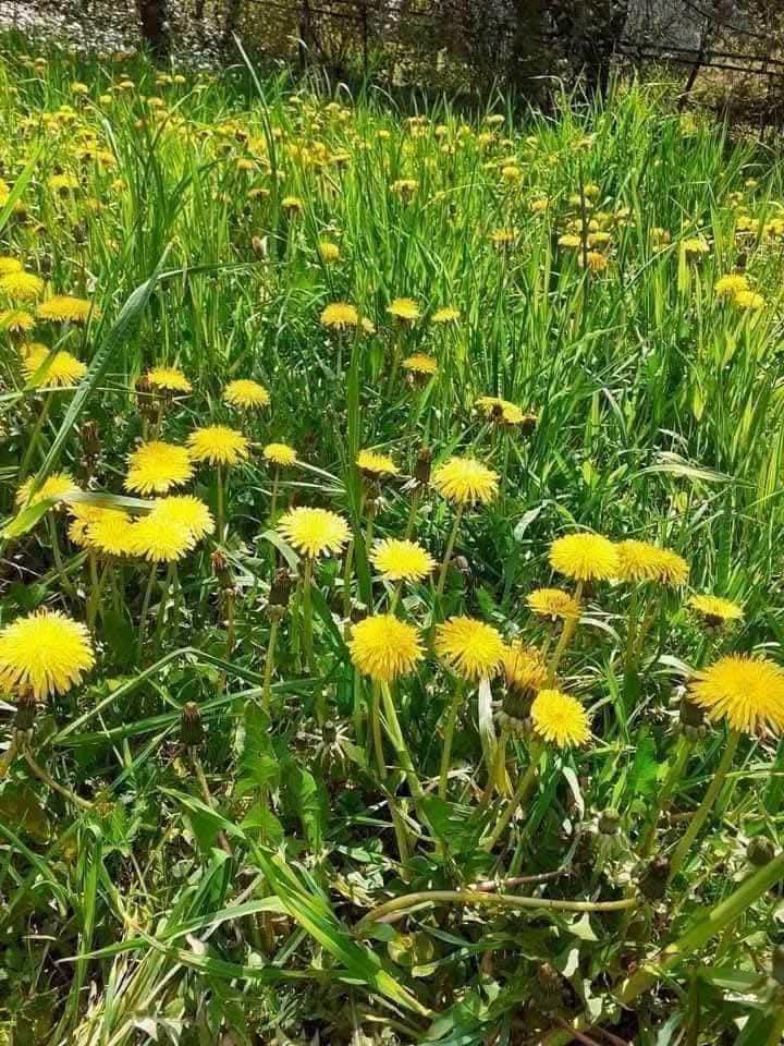 voiceonature tweet picture