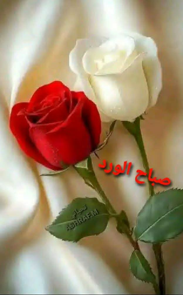 AMwsy53010's tweet photo. @zeinabsaleh588 https://t.co/r6DIZdZGhh