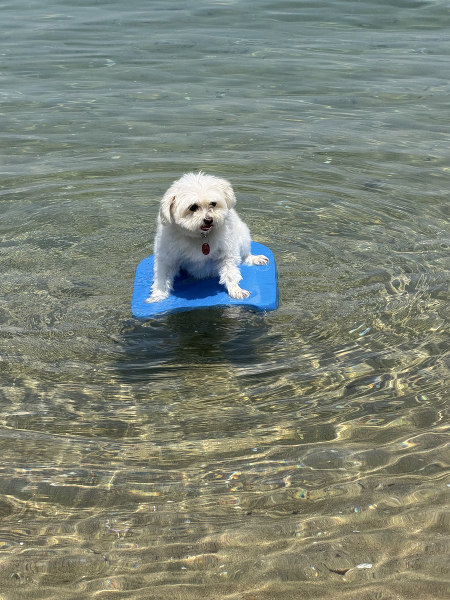 MamaMidai's tweet photo. 誰もいない砂浜でいっぱい
遊んできました
ビート板サーファー🏄の
ダイスケくんとシエルちゃんです https://t.co/FetSoCT3uP