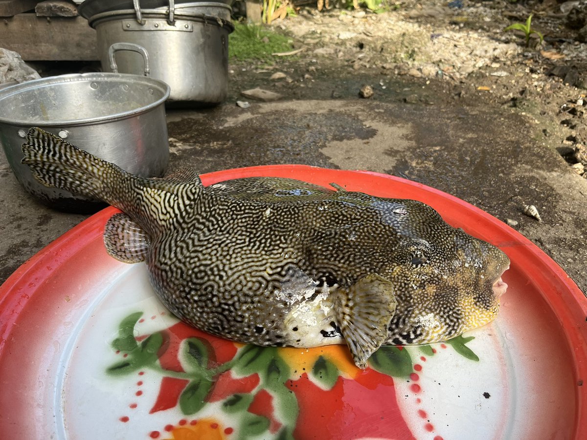 aik_arif's tweet photo. Ikan buntal (Tetraodontiformes) ini mungkin ikan paling beracun, tapi nelayan tradisional di Wakatobi, Buton, hingga Palue di NTT, bisa menghilangkan racunnya. Dan ini menurutku, ikan paling enak yang pernah saya makan.

Kalau di Jepang, hanya chef dan restoran bersertifikat yang boleh mengolah ikan ini. Di Indonesia, masih banyak nelayan tradisional yg bisa, cuman memang korbannya jg banyak. Makan ikan ini tidak bisa sembarangan, salah olah mati di tempat. 

Buntal mengandung racun tetrodotoksin(tetrodotoxin/TTX) yang sangat mematikan bagi ikan lain dan manusia. Toksin tersebut dapat memblokir saluran natrium yang menyebabkan gejala gastrointestinal, neurologis, dan jantung pada pasien keracunan. Saat ini belum ada obat penawar yang diketahui. Dalam beberapa literatur, tetrodotoksin dalam buntal mampu melumpuhkan hingga membunuh orang dewasa dalam sekejap. Racun buntal yang disebut ratusan kali lipat lebih berbahaya dari sianida ini juga tidak bisa hilang dengan dimasak.

Kuncinya, adalah menghilangkan racun yg ada di beberapa bagian ikan ini. Dalam kepercayaan orang Wakatobi, semua ikan di laut sebenarnya bisa dimakan. "Yang tidak aman dimakan, berarti bukan ikan. Mengolah lombe (buntal) agar bisa dimakan, artinya menjadikannya sebagai ikan,” kata mereka.

Bagaimana nelayan Wakatobi menyajikan ikan ini bisa dibaca di sini: https://t.co/JDWa8zlKYY

Foto: olahan ikan buntal, begitu sedap dimakan dengan kasuami.