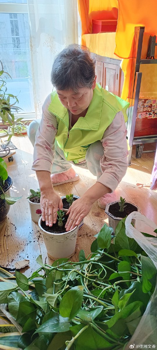 RaymondeMoaw3's tweet photo. Overwatering is a killer for houseplants! Let the top 2 inches of soil dry completely before next watering—your green babies will thank you! https://t.co/yMwWcXV94R