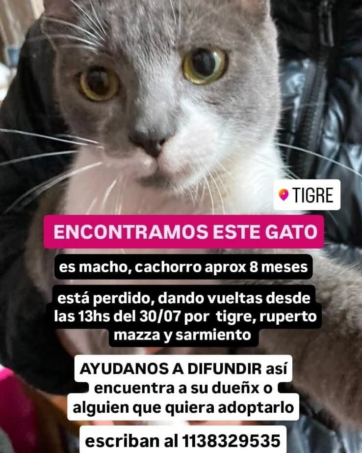 DeGatitos_ tweet picture