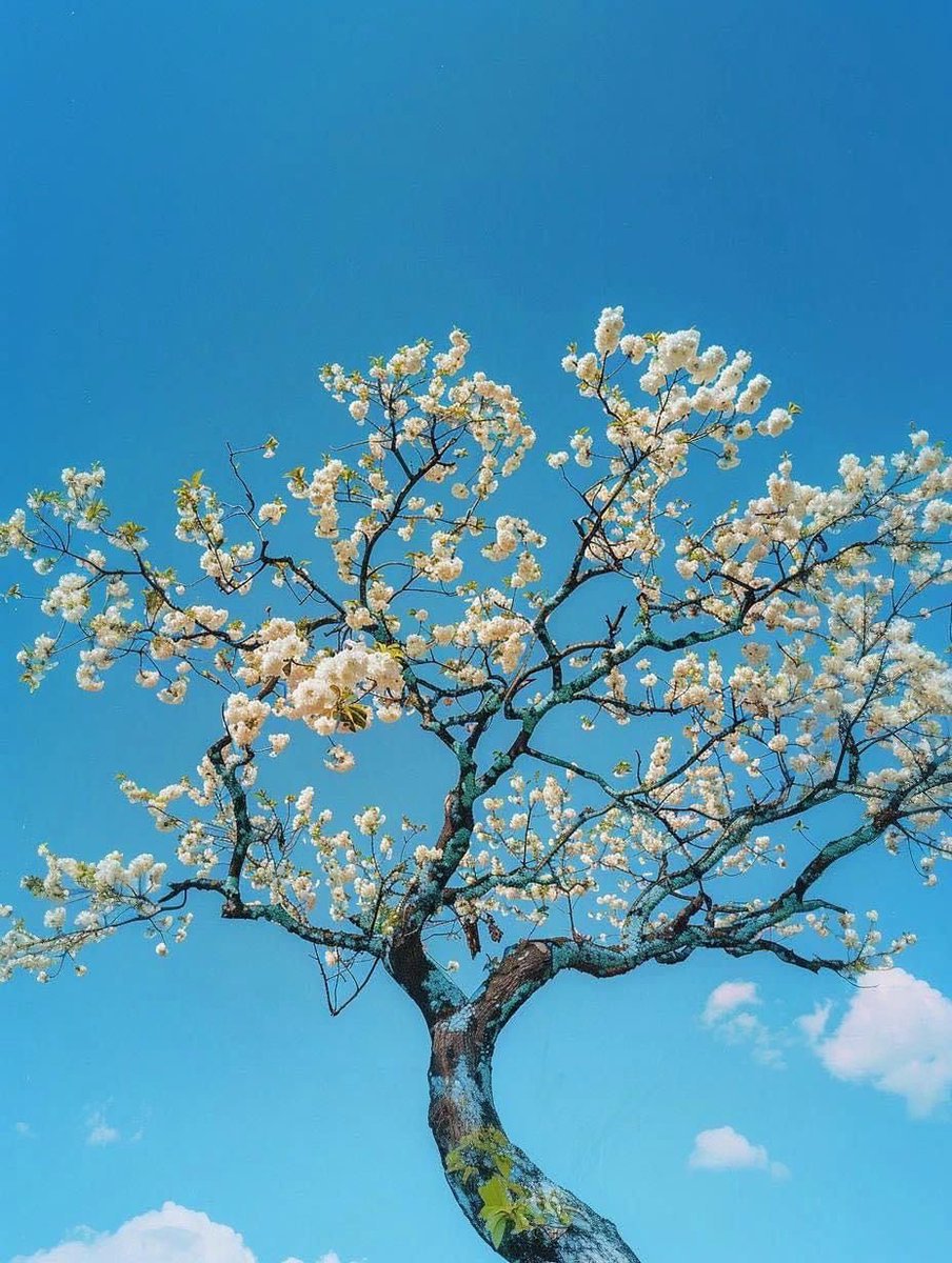 Natureofbe6dc7's tweet photo. https://t.co/3d8kmLEJpd