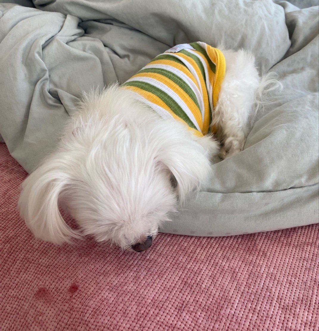 puppymangim's tweet photo. 작은 코엔 작은 콧물이 따른다 https://t.co/ho2yV8gGzr
