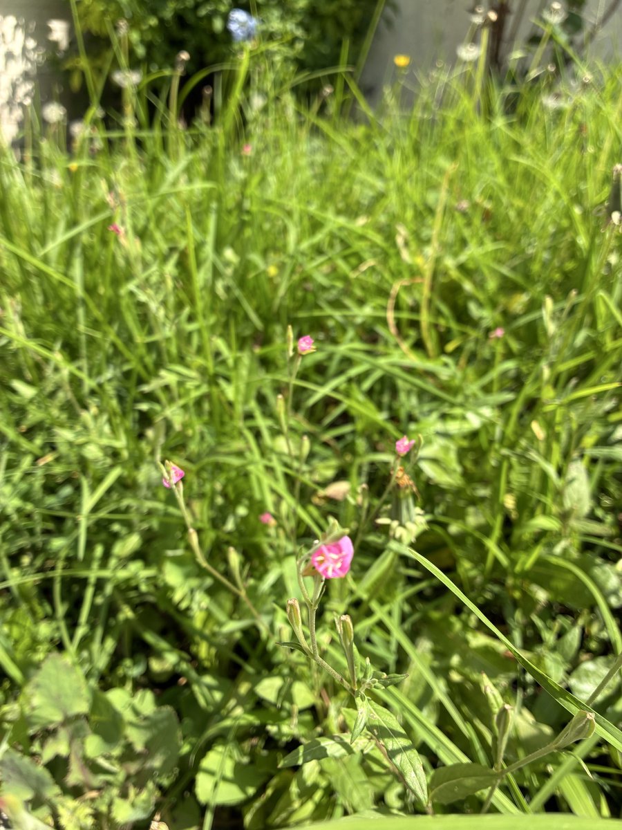 _aymichicle's tweet photo. post de apreciación a las florecitas de mi jardín <3 https://t.co/qjRM8PlbpJ